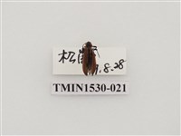 藏品(前角扣頭蟲科)的圖片